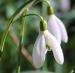 Snowdrops