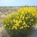 Spanish Broom