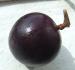 Star Apple