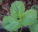 Strawberry Leaf