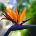 Strelitzia