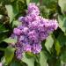 Syringa