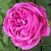 Taif Rose