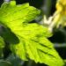 Tomato Leaf