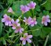 Violet Woodsorrel