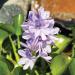 Water Hyacinth