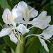 White Ginger Lily