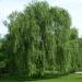 White Willow