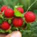 Wild Strawberry