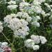 Yarrow