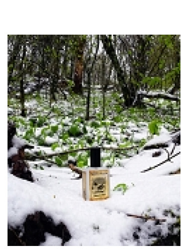 Solstice Scents Snowmint Mallow